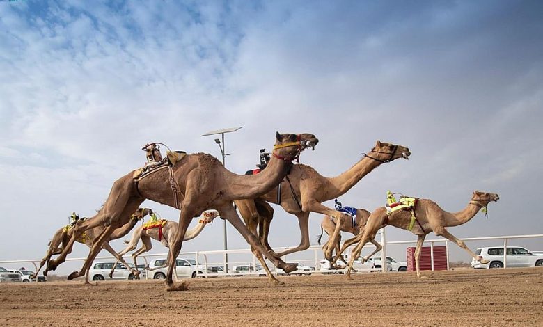 الهجن السعودية تظفر بكأسي "اللقايا" في كأس وزارة الرياضة