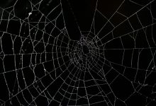 خطوات فعالة لإبعاد العناكب عن النوافذ