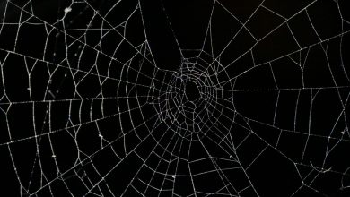 خطوات فعالة لإبعاد العناكب عن النوافذ