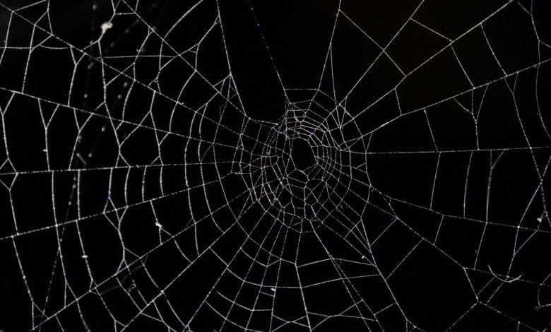 خطوات فعالة لإبعاد العناكب عن النوافذ