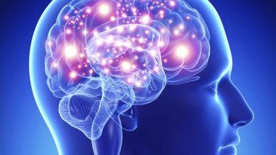 دراسة: المخ يعيد تشكيل وصلاته العصبية 5 مرات خلال حياة الإنسان