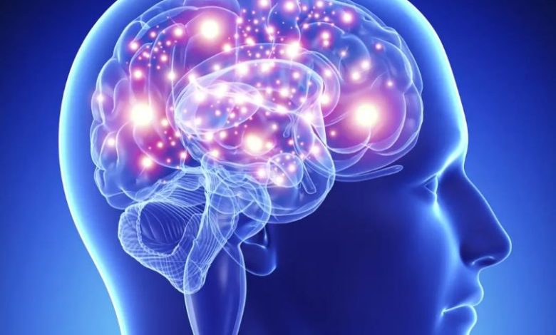 دراسة: المخ يعيد تشكيل وصلاته العصبية 5 مرات خلال حياة الإنسان