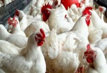 رئيس قطاع الثروة الحيوانية والداجنة بالزراعة: لا توجد دواجن مريضة في الأسواق.. واتهامات السردة إشاعات