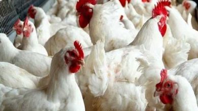 رئيس قطاع الثروة الحيوانية والداجنة بالزراعة: لا توجد دواجن مريضة في الأسواق.. واتهامات السردة إشاعات