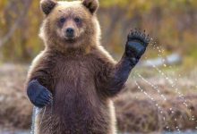 في حديقة سفاري بالصين.. دب يهاجم حارسه خلال عرض! (فيديو)...