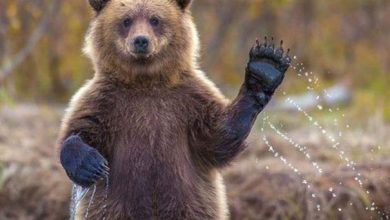 في حديقة سفاري بالصين.. دب يهاجم حارسه خلال عرض! (فيديو)...