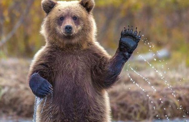 في حديقة سفاري بالصين.. دب يهاجم حارسه خلال عرض! (فيديو)...