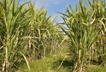 قصب السكر في نجران.. تجربة زراعية تعززّ الأمن الغذائي والاكتفاء الذّاتي