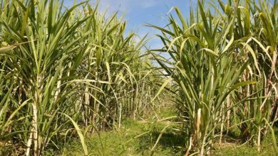 قصب السكر في نجران.. تجربة زراعية تعززّ الأمن الغذائي والاكتفاء الذّاتي