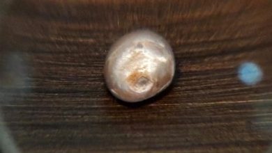 لؤلؤة أبوظبي.. كنز عمره 8000 سنة يجذب زوار متحف زايد الوطني