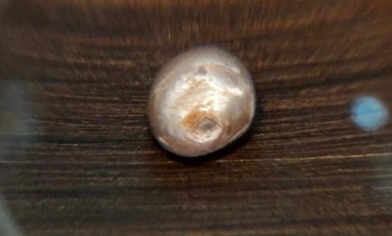 لؤلؤة أبوظبي.. كنز عمره 8000 سنة يجذب زوار متحف زايد الوطني