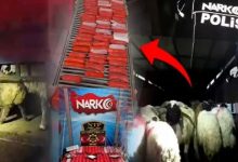 مخدرات في أمعاء حيوانات.. شاهد كيف أحبط الأمن التركي أغرب عملية تهريب