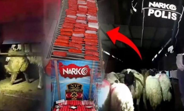مخدرات في أمعاء حيوانات.. شاهد كيف أحبط الأمن التركي أغرب عملية تهريب