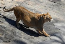 مشهد صادم.. لبؤة تقتل رجلاً في حديقة حيوان بالبرازيل ...