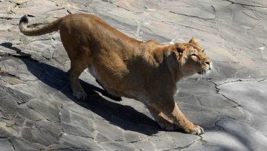 مشهد صادم.. لبؤة تقتل رجلاً في حديقة حيوان بالبرازيل ...