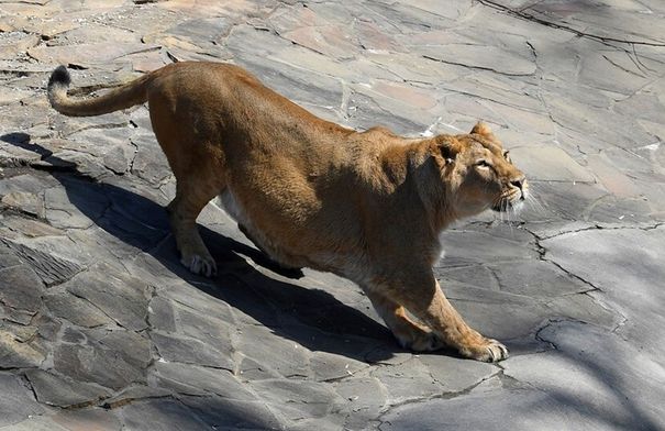 مشهد صادم.. لبؤة تقتل رجلاً في حديقة حيوان بالبرازيل ...