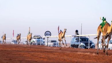 نتائج الأشواط الأولى في جائزة الملك عبدالعزيز لسباقات الهجن