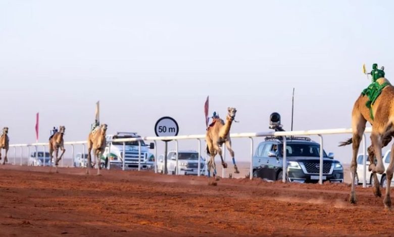 نتائج الأشواط الأولى في جائزة الملك عبدالعزيز لسباقات الهجن