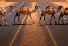 «هيئة الطرق» توصي مُلَّاك الإبل بتنسيق عبور الطرق غير المسيجة عبر مركز الاتصال 938