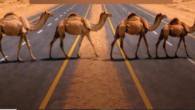 «هيئة الطرق» توصي مُلَّاك الإبل بتنسيق عبور الطرق غير المسيجة عبر مركز الاتصال 938