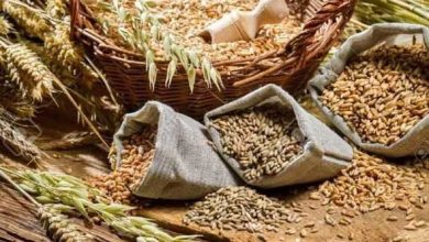 واردات مصر من القمح تسجل ثاني أعلى مستوياتها التاريخية في 2025