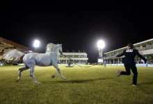 انطلاقة بطولة جمال الخيل العربية الأصيلة لمهرجان الأمير سلطان بن عبدالعزيز