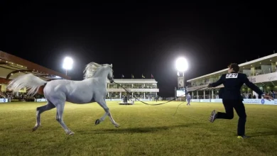 انطلاقة بطولة جمال الخيل العربية الأصيلة لمهرجان الأمير سلطان بن عبدالعزيز