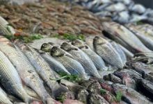 30 يناير2026.. أسعار الأسماك في سوق العبور للجملة