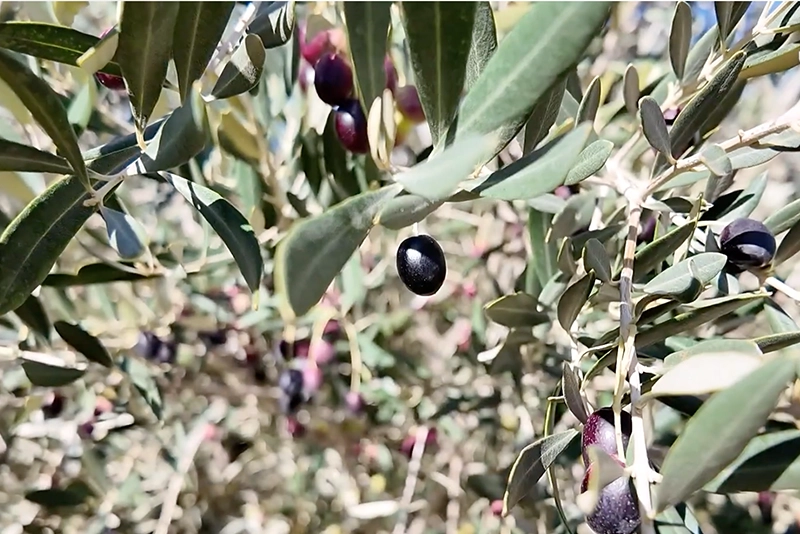 وفرة الزيتون في بني ملال