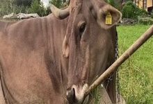 أذكى من بعض البشر.. 6 حيوانات أثبتت أن الذكاء ليس حكراً على الإنسان