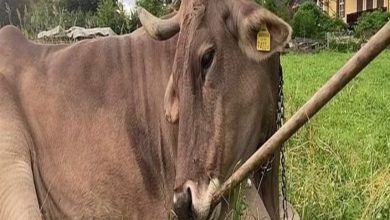 أذكى من بعض البشر.. 6 حيوانات أثبتت أن الذكاء ليس حكراً على الإنسان