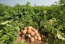 اتحاد مصدري الحاصلات البستانية: متابعة زراعات البطاطس في مناطق الإنتاج لتحسين الإنتاجية