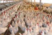 اتحاد منتجي الدواجن: نبيع بالخسارة.. والمستورد أغلى من المحلي بـ 30 جنيها للكيلو