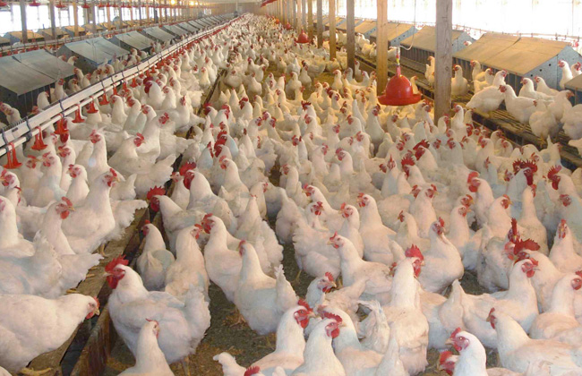 اتحاد منتجي الدواجن: نبيع بالخسارة.. والمستورد أغلى من المحلي بـ 30 جنيها للكيلو