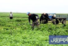 التساقطات تؤثر على جني الخضر .. وتوقعات بانفراج الأسعار خلال رمضان