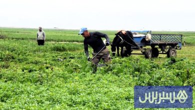 التساقطات تؤثر على جني الخضر .. وتوقعات بانفراج الأسعار خلال رمضان