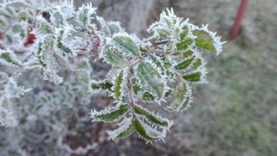 الحالة الجوية في الاردن خلال الأيام الأربعة المقبلة...