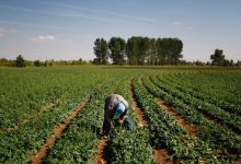 الزراعة ترد بالأرقام على شائعات المبيدات والهرمونات: غذاؤنا آمن ورقابتنا صارمة