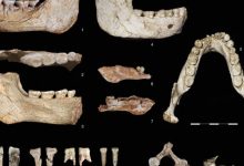 المغرب.. العثور على أقدم أحافير بشرية عمرها 773 ألف عام