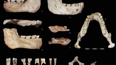 المغرب.. العثور على أقدم أحافير بشرية عمرها 773 ألف عام