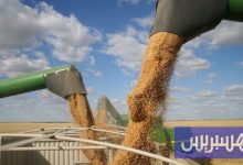 المغرب يستكمل حصة القمح الأمريكي
