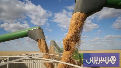 المغرب يستكمل حصة القمح الأمريكي