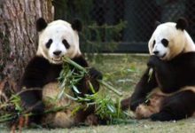 اليابان: اليوم حان موعد رحيل آخر زوجين من الباندا إلى الصين