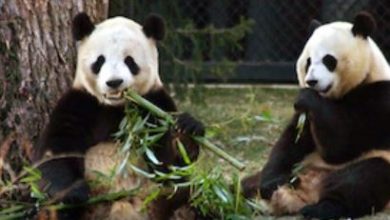 اليابان: اليوم حان موعد رحيل آخر زوجين من الباندا إلى الصين