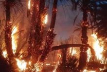 اندلاع حريق بمخلفات في أرض كلية الزراعة بجامعة القاهرة