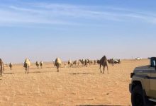 بغرامة 20 ألف ريال.. ضبط مخالف لرعي الإبل بمحمية الملك عبدالعزيز الملكية