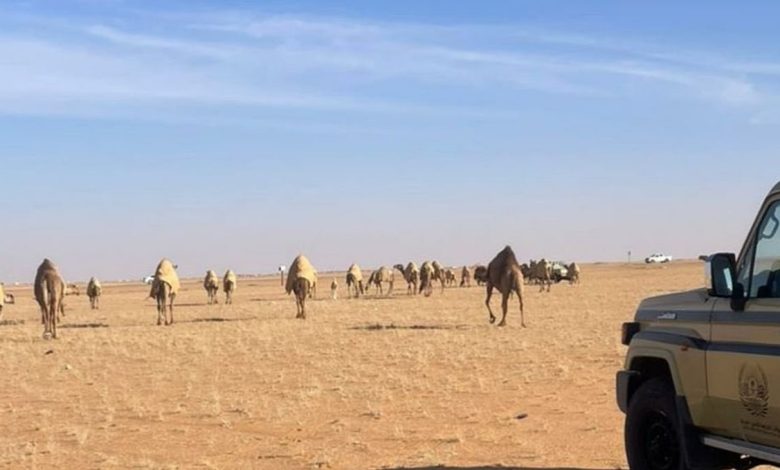 بغرامة 20 ألف ريال.. ضبط مخالف لرعي الإبل بمحمية الملك عبدالعزيز الملكية