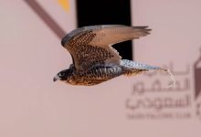 تتويج 12 محترفًا دوليًّا بكؤوس الملك عبدالعزيز في مهرجان الصقور 2025