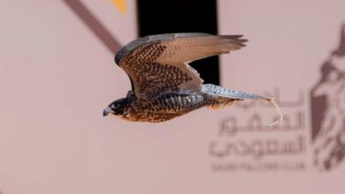 تتويج 12 محترفًا دوليًّا بكؤوس الملك عبدالعزيز في مهرجان الصقور 2025