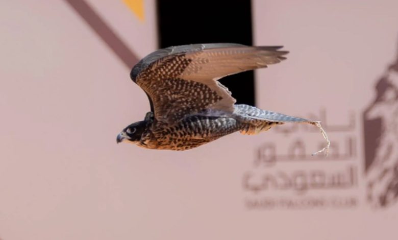 تتويج 12 محترفًا دوليًّا بكؤوس الملك عبدالعزيز في مهرجان الصقور 2025